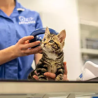 How to introduce sales cats to outside